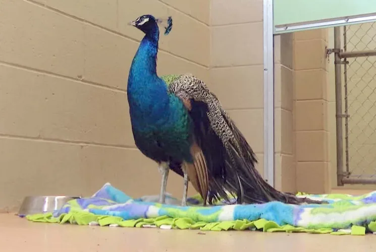 Peacock captured after roaming loose in Niagara